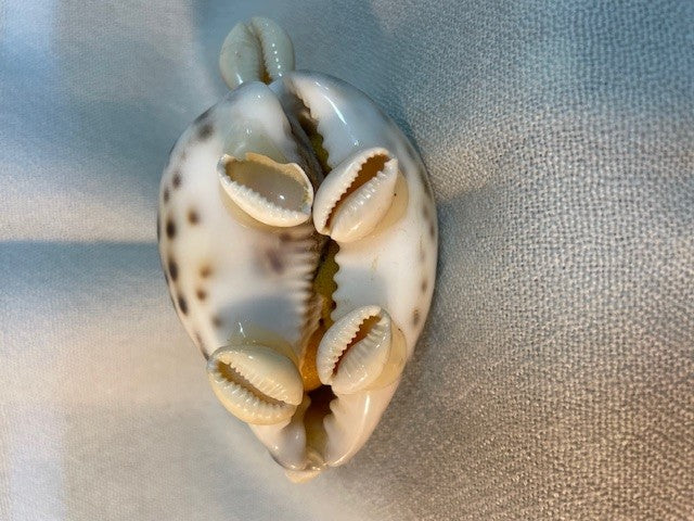 Vintage Handmade Folk Art Pin Cushion In The Style Of A Turtle - Cowrie Shell Body