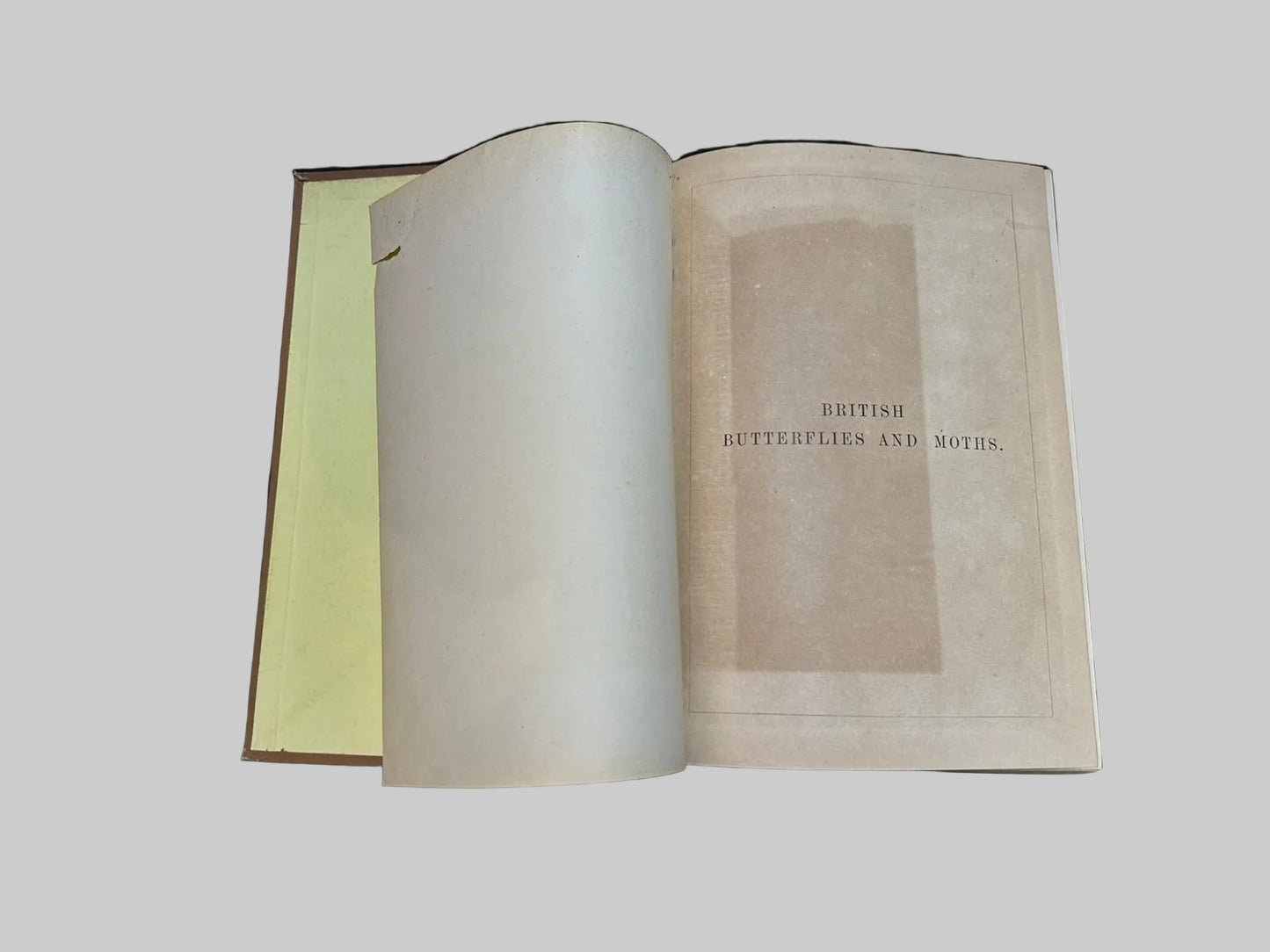 The Natural History Of British Butterflies & Moths by Edward Newman Antique Book