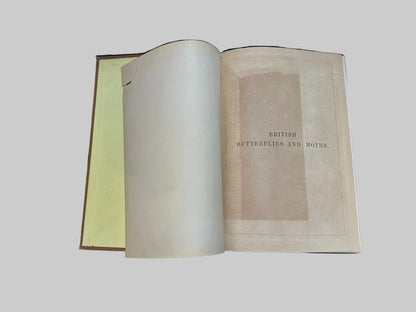 The Natural History Of British Butterflies & Moths by Edward Newman Antique Book