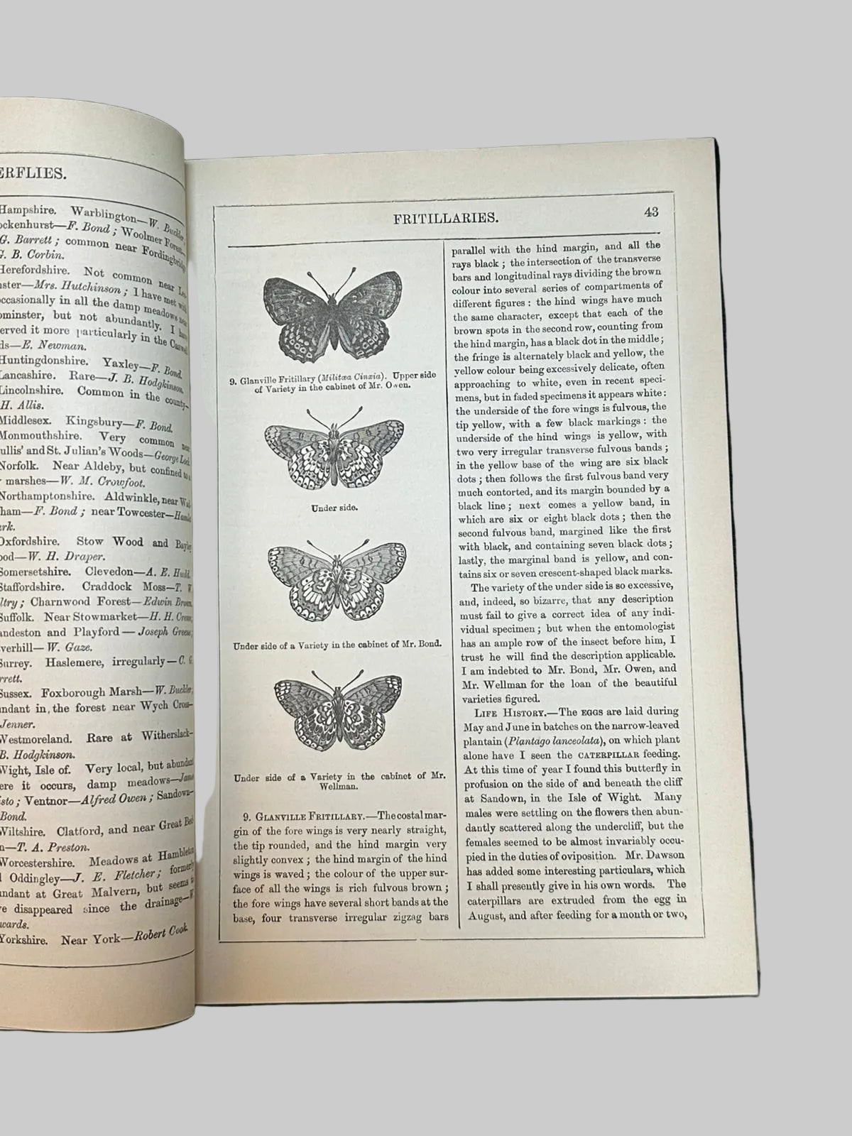 The Natural History Of British Butterflies & Moths by Edward Newman Antique Book