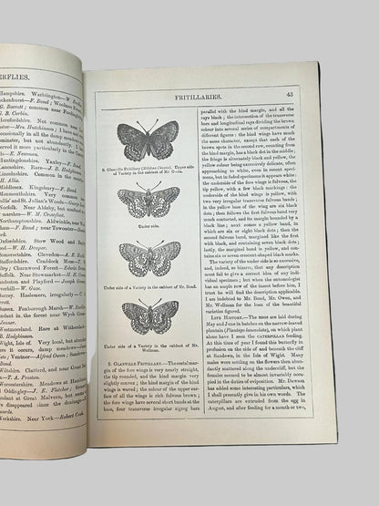 The Natural History Of British Butterflies & Moths by Edward Newman Antique Book