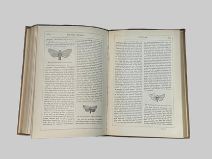 The Natural History Of British Butterflies & Moths by Edward Newman Antique Book