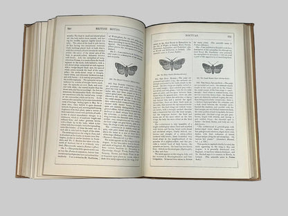 The Natural History Of British Butterflies & Moths by Edward Newman Antique Book