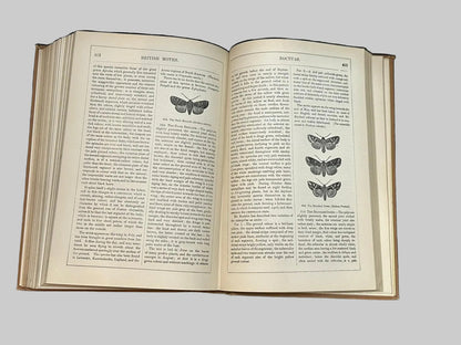 The Natural History Of British Butterflies & Moths by Edward Newman Antique Book