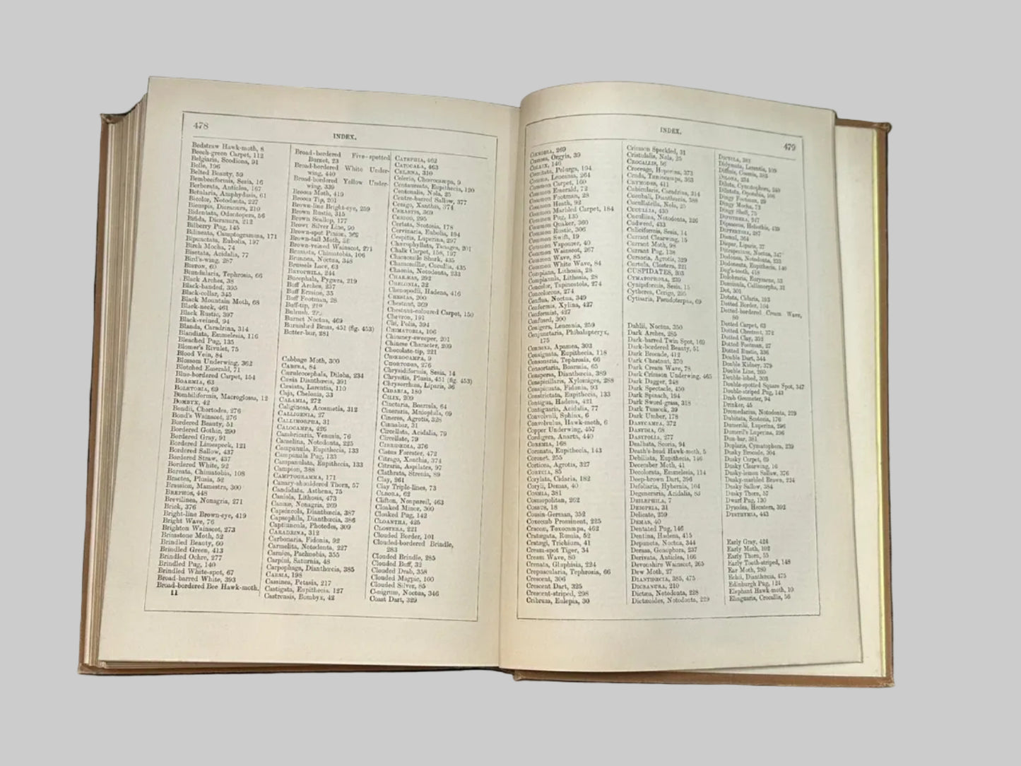 The Natural History Of British Butterflies & Moths by Edward Newman Antique Book